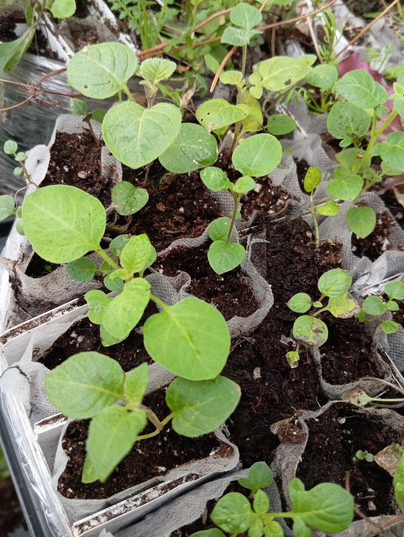 Solanum curtilobum